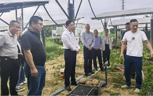 203ce9b03e277cb521fdfa2838409026.png 廣東省農(nóng)墾集團(tuán)公司領(lǐng)導(dǎo)調(diào)研魔芋產(chǎn)業(yè)發(fā)展工作.png